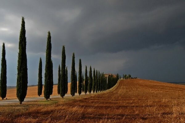 Cypresses along the road - beautiful landscape