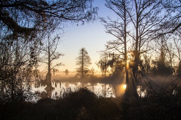 Una maravillosa mañana brumosa y un paisaje cojo en el lago