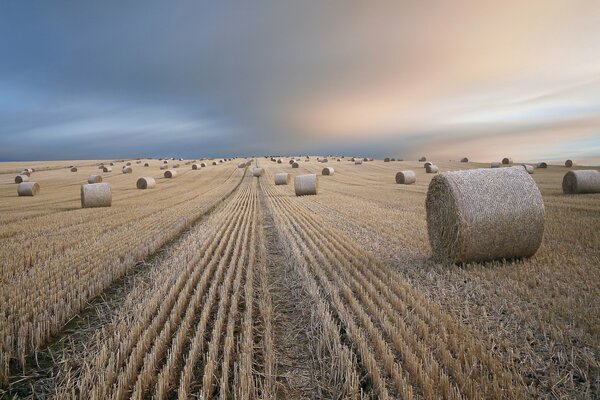 Haystacks are lying on the field