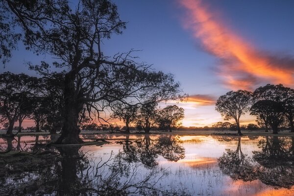 Eucalyptus trees in Australia in an unusual light