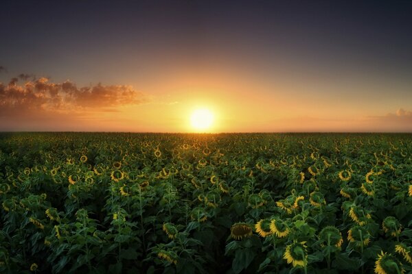 Sommerfeld mit Sonnenblumen bei Sonnenuntergang