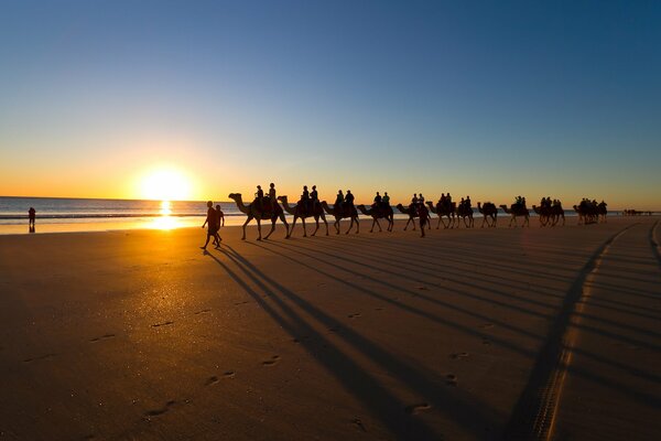 Caravane de chameaux sur la plage de la mer