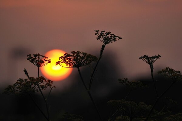 Plants on the background of sunset