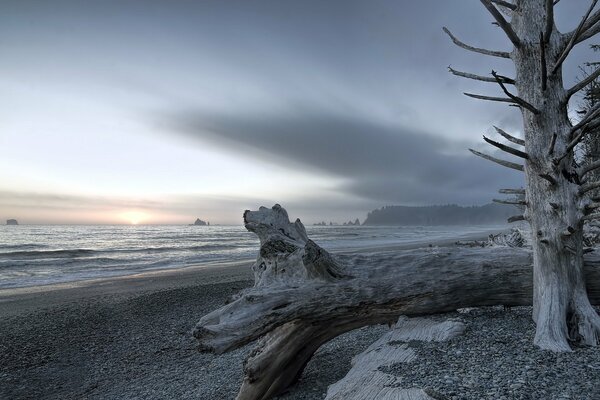 Grey deadwood on Rialto beach