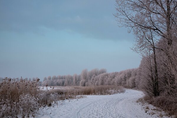 Paisaje de invierno. Camino en el bosque