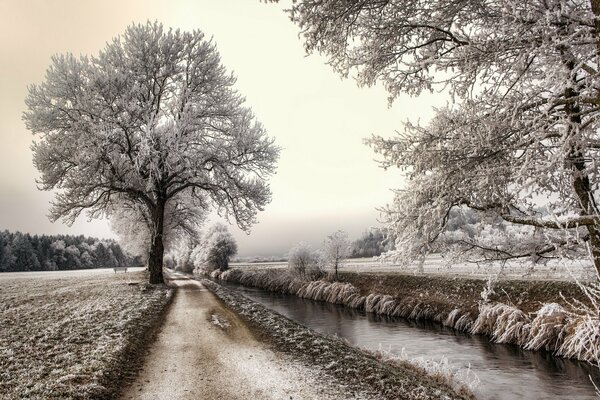 Hiver cher le long de la rivière et odicoco arbres debout