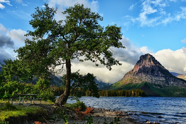 Colorful landscape of a tree by a mountain lake