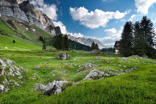 Forest on the border of the Alpine mountains