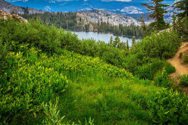 Yosemite National Park Wald in Kalifornien