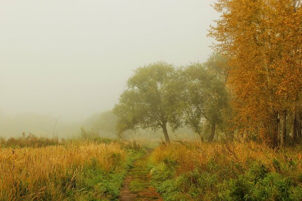 Nebeliger Herbst Natur