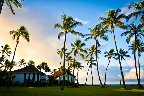 Thin long palm trees against the background of the morning sky