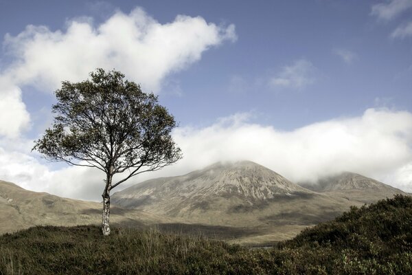 Hermoso paisaje. Montañas, nubes y un árbol solitario