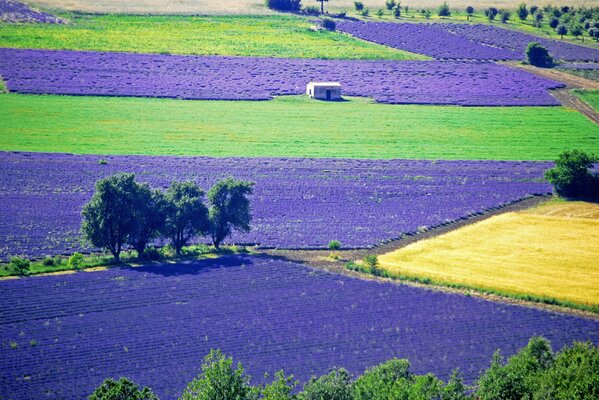 A huge plantation of lavender flowers