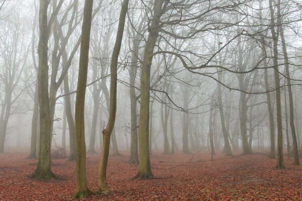 Autumn forest with fallen leaves