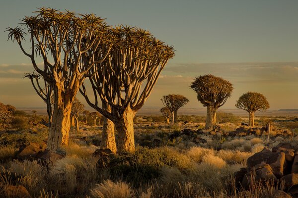 Monde végétal de la Namibie au coucher du soleil