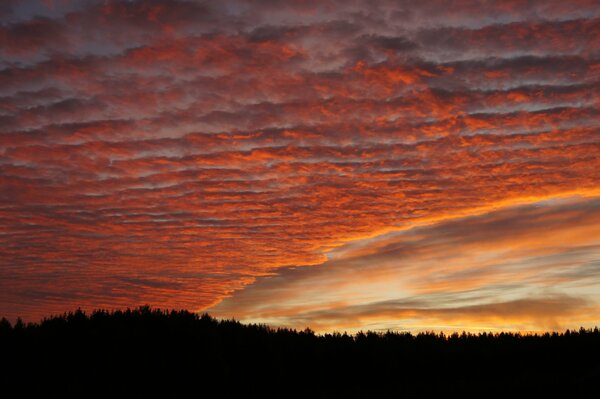 Beautiful sunset on the background of the forest