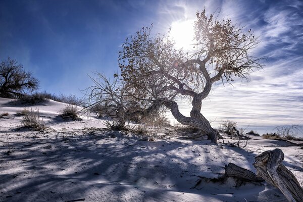 Arbre de paysage sur fond de ciel