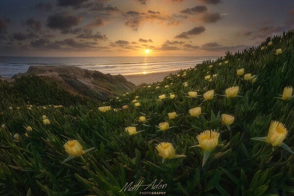 Flores amarillas en la costa del océano