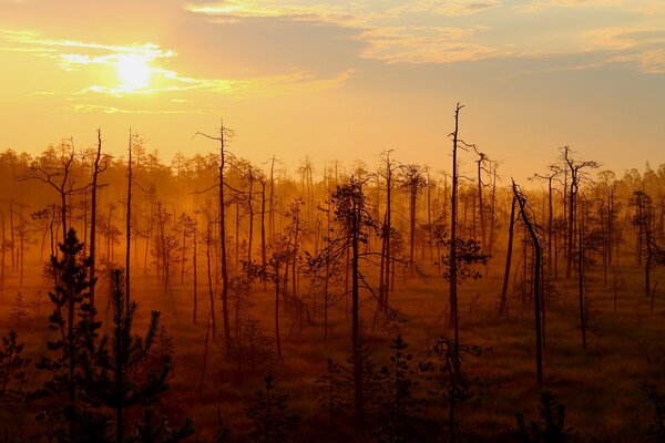 Forest at sunset