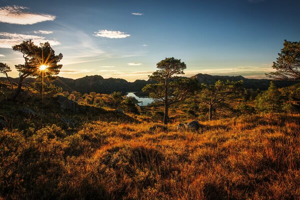 Foto des norwegischen Waldes bei klarem Wetter