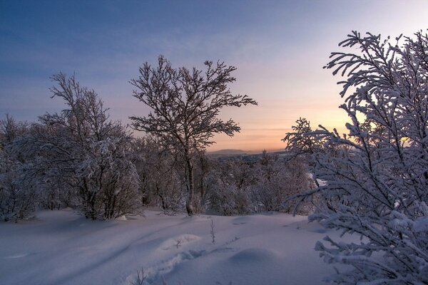 Landscape winter sunset and tree