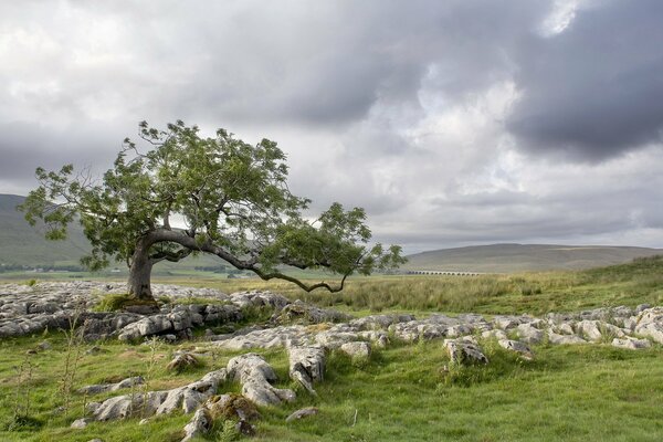 Árbol solitario con piedras satélite