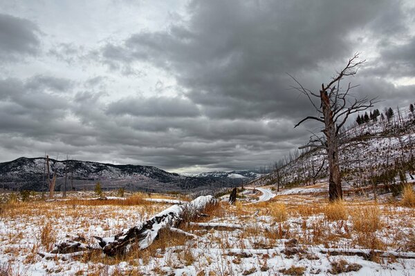 A dead forest with a background of thunderclouds and natural splendor