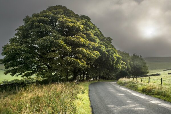 The road next to the trees against the gray sky