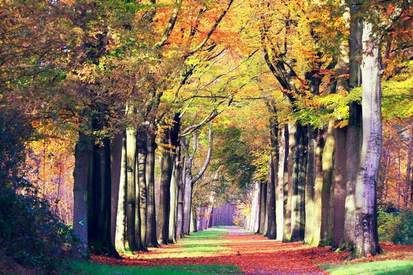 Paysage d automne de la route forestière