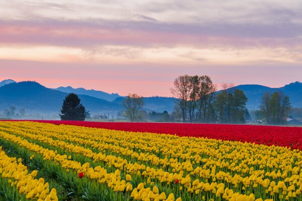 Plantation de tulipes jaunes et rouges sur fond de montagnes