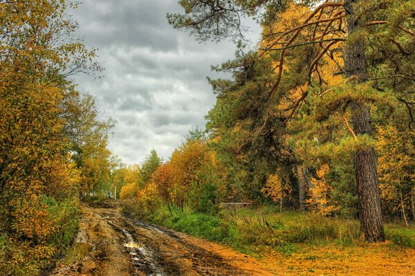 Herbststraße im Wald. Schöne Natur, bunte Bäume