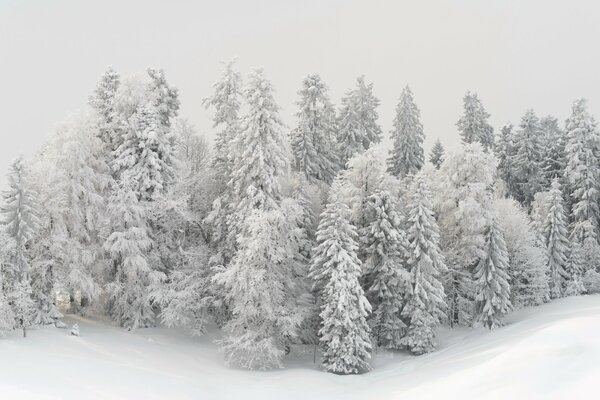 Bosque en la nieve blanca