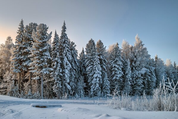 Bosque de invierno en tiempo soleado