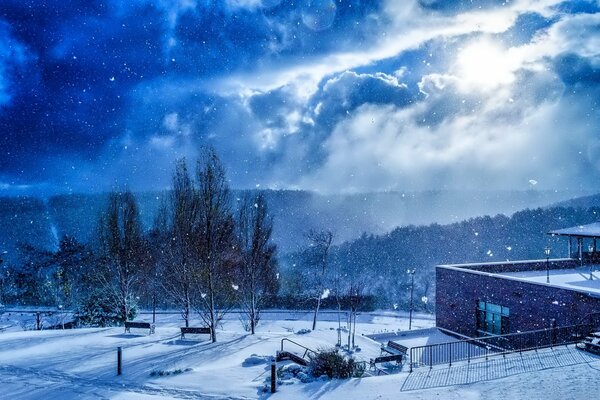 Blu invernale. Alberi sotto la neve