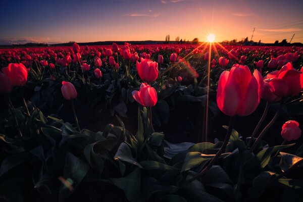 A field of Tulips in the sunset rays of the sun