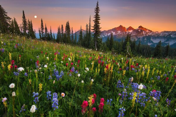 Salida de la Luna y hermosas flores