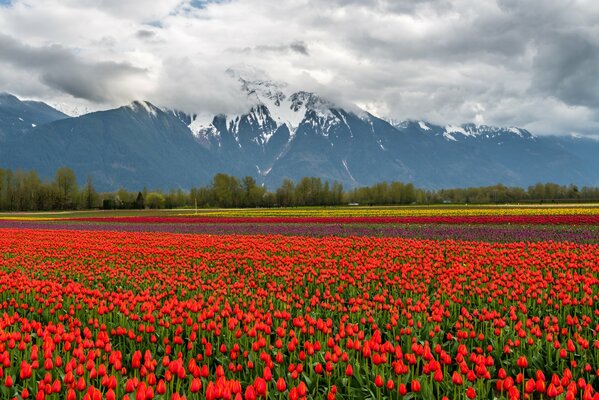 Schneebedeckte Berge und rote Tulpen