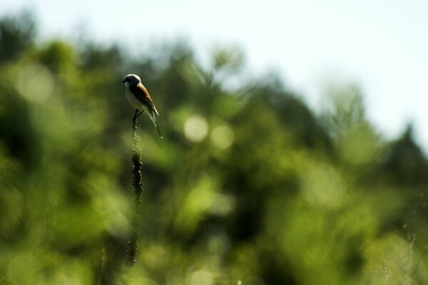 A small bird sitting on a branch