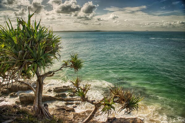 An uninhabited island with palm trees in the sea