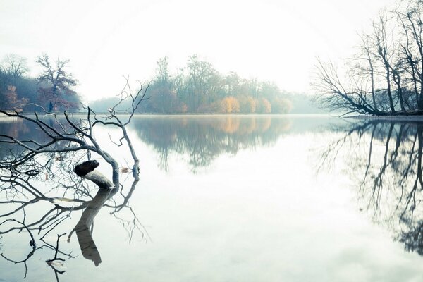 Lago brumoso con una rama flotante