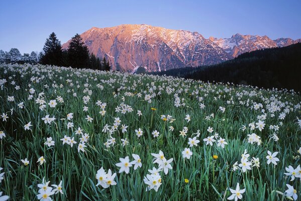 Flores en un Prado de montaña en Austria