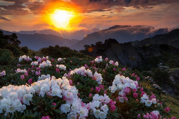 Fiori bianchi e rosa sulle colline delle montagne illuminate dal sole al tramonto