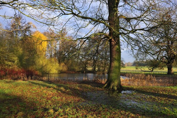 A tree overgrown with moss in a park against the background of a lake