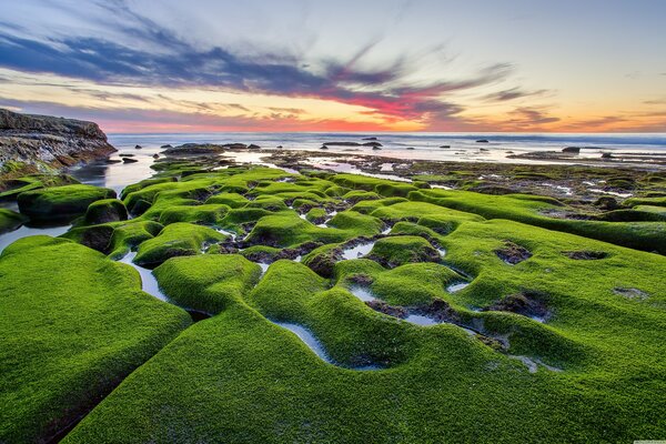 Musgo verde en la orilla con una hermosa puesta de sol