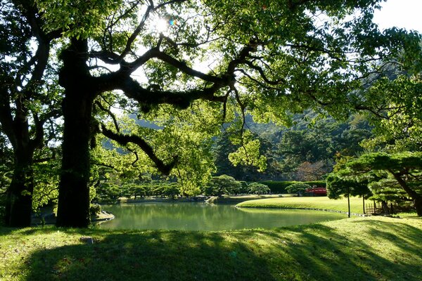 Sonniger Tag im japanischen Park