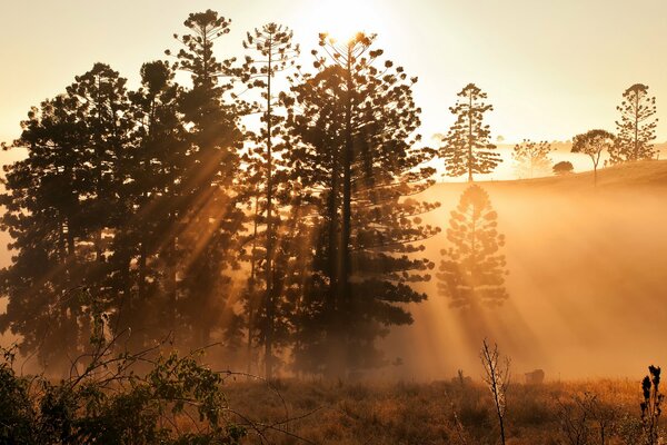 La naturaleza en los rayos del sol