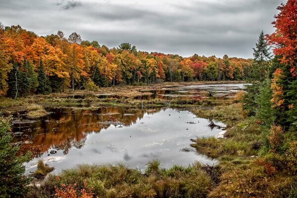 Cloudy provincial park on the shore of a swampy lake