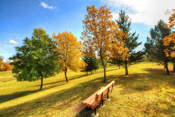 An unusual autumn in the park with yellowing grass