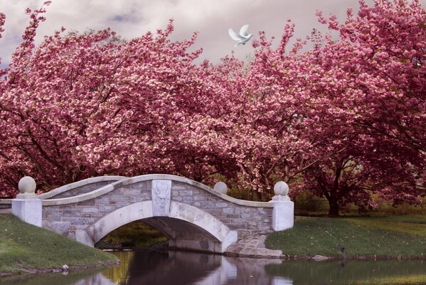 Puente rosado de la ternura de la primavera de la floración