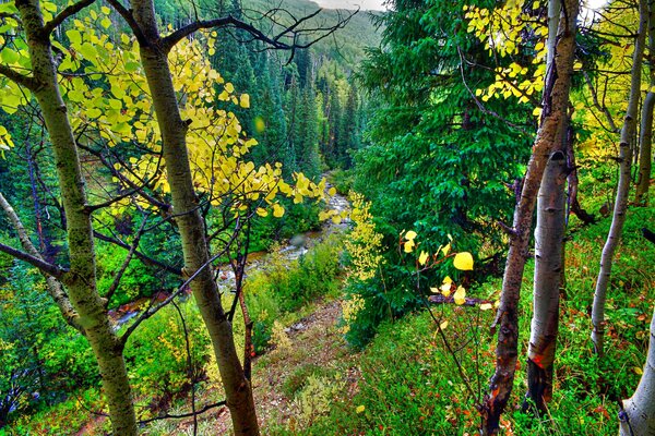 Foresta autunnale con alberi fatati